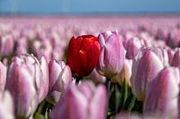 Tulpen
