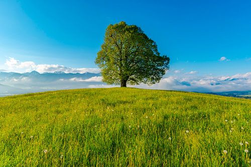 Friedenslinde, Wittelsbacher Höhe, Allgäu