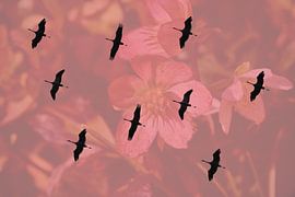 Silhouetten van trekvogels