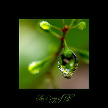 A drop of life