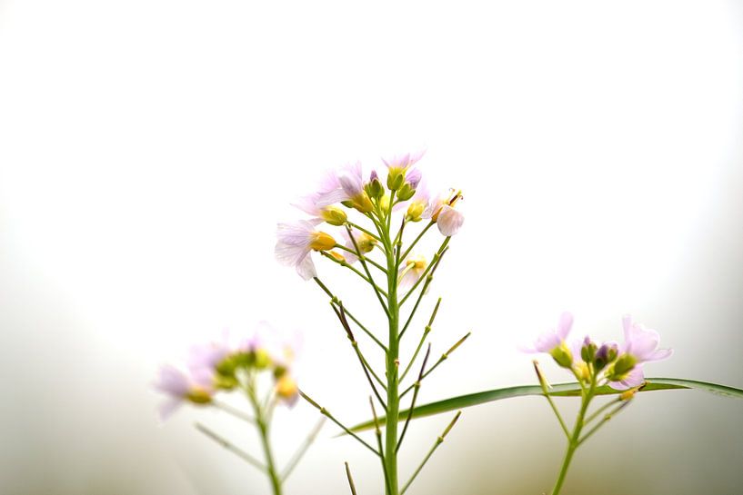 Pentecost flowers by Arno-Jan Boere