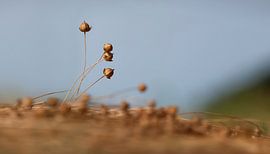vlas 14 , klaar voor de oogst van patrick verweire