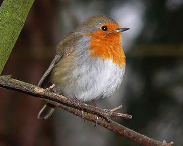 Robin by Henk Egbertzen