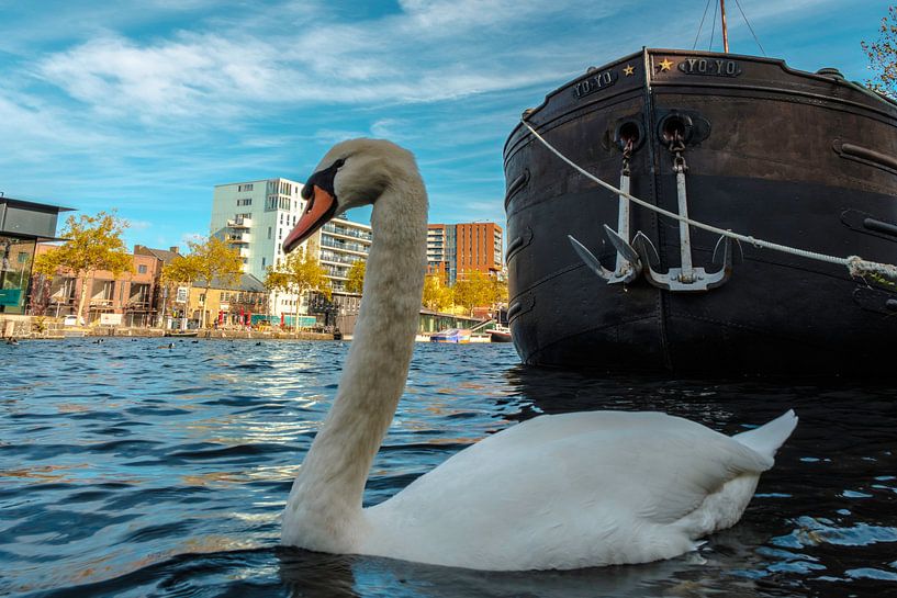 Zwaan in de haven von Freddie de Roeck