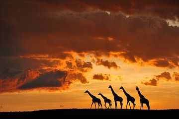 Fünf Giraffen, Muriel Vekemans von 1x