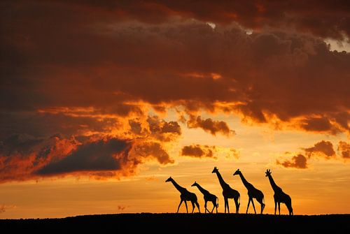Five Giraffes