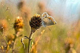 Bruin Blauwtje van Ronnie Foesenek