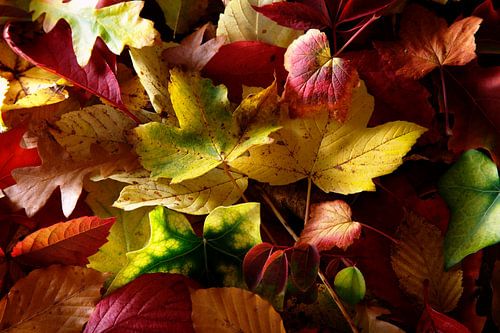 herfstbladeren
