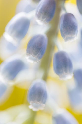 Blauwe druifjes