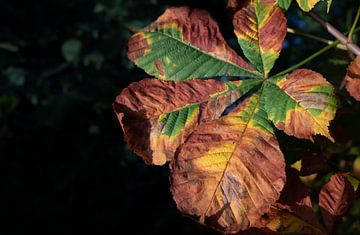 Kastanjebladeren in de herfst van Ulrike Leone