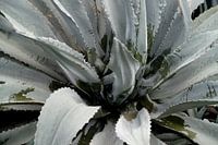 Plante 1 noir et blanc