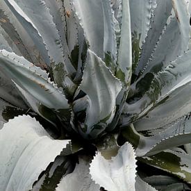 Plante 1 noir et blanc sur Robert Kleijburg