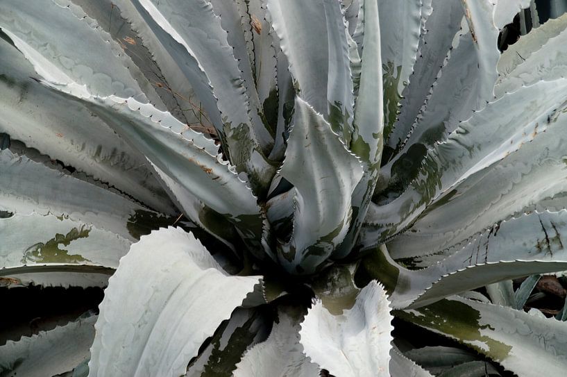 Plant 1 black and white by Europhoto Netherlands