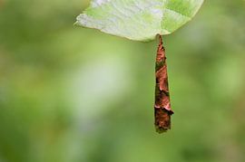 Bladrollercigaartje van Elias Vercruysse