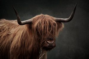 Schottischer Highlander mit feiner Kunstverarbeitung