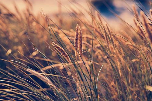 Beach grass in evening light