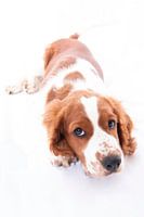 Hond
