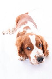 Hond by Florence Aafjes