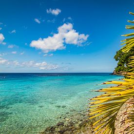 Strand und Palmen auf Curacao von Eiland-meisje