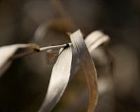 VERGANE GLORIE, Riet