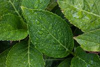 Green leaves enveloped in sparkling drops of water.