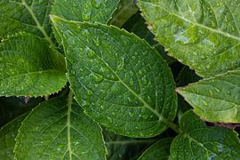 Green leaves enveloped in sparkling drops of water. by Memories for life Fotografie