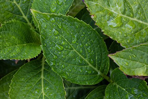 Groene blaadjes, gehuld in sprankelende waterdruppels.