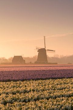 Molen in de ochtendnevel van Alex Hoeksema