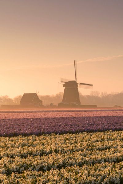 Moulin dans la brume du matin par Alex Hoeksema