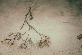 Automne dans l'eau 1