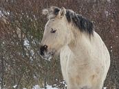 Konikpaard van Dirk van Egmond thumbnail