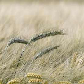 Wheat ears among Barley in the fields of Zeeland. by Ellen Driesse