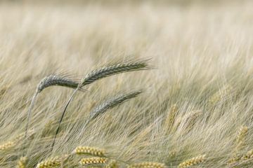 Tarwe aren tussen de Gerst op de Zeeuwse akkers. van Ellen Driesse