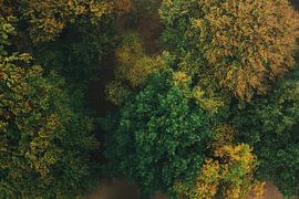 Forest from above by Lars Korzelius