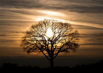 Baum mit durchscheinender Sonne in erdigen Tönen von Bianca ter Riet