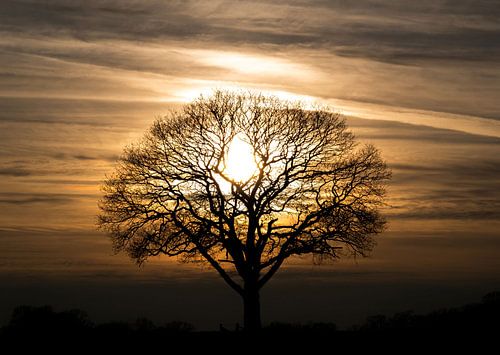 Arbre traversé par le soleil dans des tons terreux