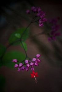 Fleur exotique violette