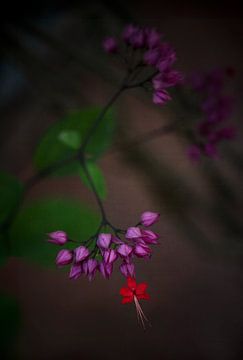 Paarse exotische bloem van Anouschka Hendriks