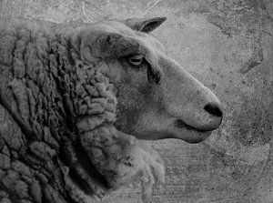 Schafe von Marjolein van Middelkoop