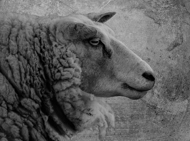 Schaap van Marjolein van Middelkoop
