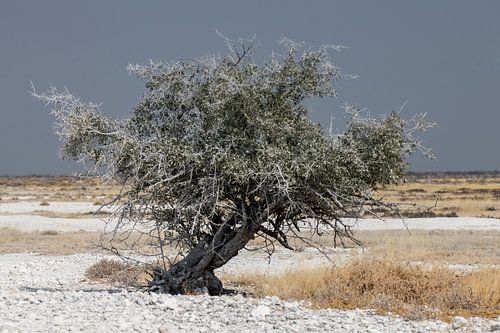 Solitaire struik naast Etosha saltpan