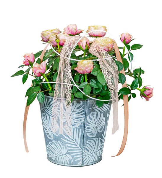 A bucket planted with a rosebush on a white background. by ManfredFotos