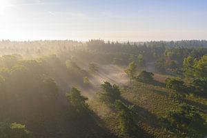 Sonnenaufgang über einem nebligen Wald an einem Sommermorgen