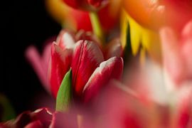 A touch of spring by Petra Dreiling-Schewe