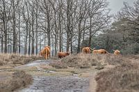 Groep bizons in de natuur