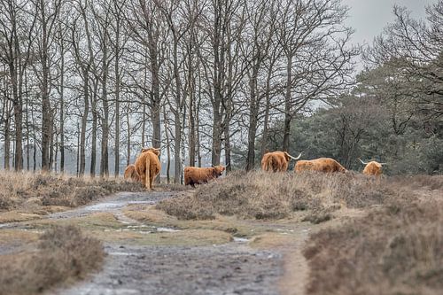 Group of bison in the countryside