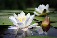 De witte waterlelie