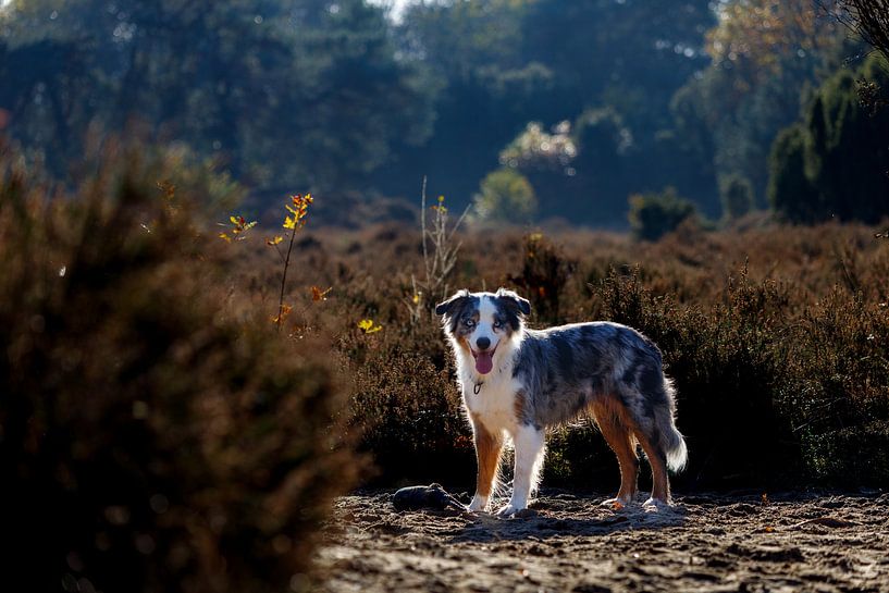 Aussie in Drenthe by Ron van der Kolk