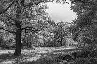 Wald bei Smeerling in schwarz-weiß von Ina Muntinga Miniaturansicht