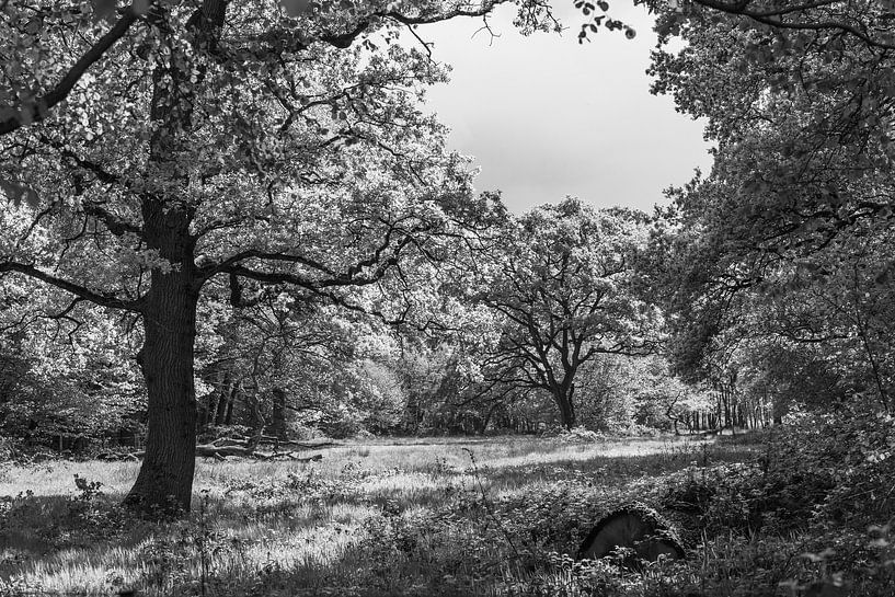 Wald bei Smeerling in schwarz-weiß von Ina Muntinga